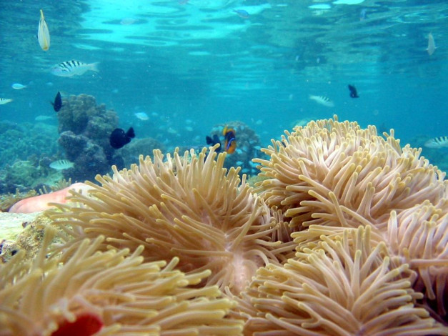 Обои картинки фото животные, морская, фауна