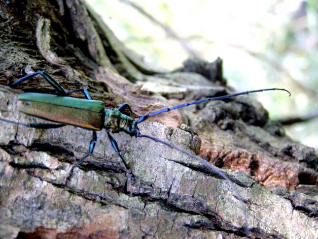 Обои картинки фото животные, насекомые