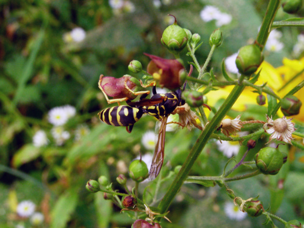 Обои картинки фото животные, пчелы, осы, шмели
