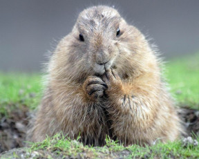 Картинка животные суслики сурки