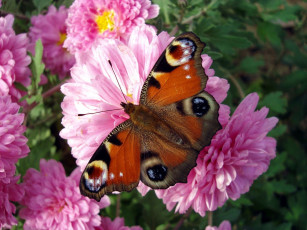 Картинка животные бабочки