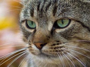 Картинка животные коты