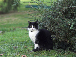 Картинка животные коты