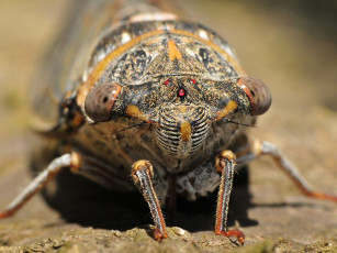 Картинка животные насекомые