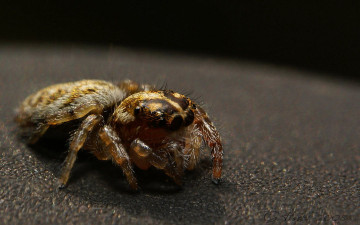 Картинка животные пауки