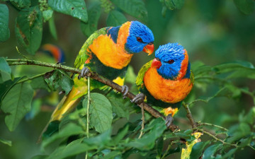 Картинка животные попугаи