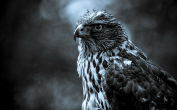 Картинка животные птицы хищники