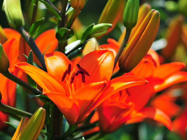 Обои картинки фото цветы, лилии, лилейники