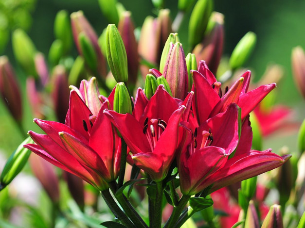 Обои картинки фото цветы, лилии, лилейники