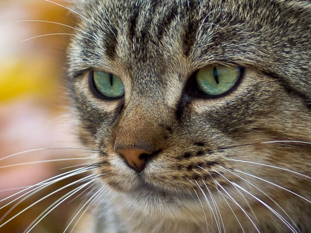 Обои картинки фото животные, коты