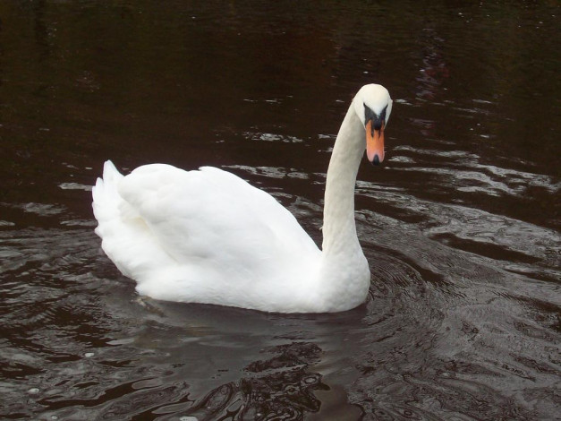 Обои картинки фото животные, лебеди