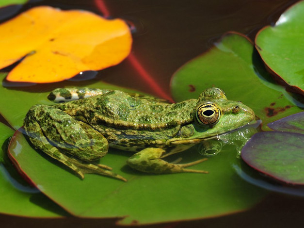 Обои картинки фото животные, лягушки