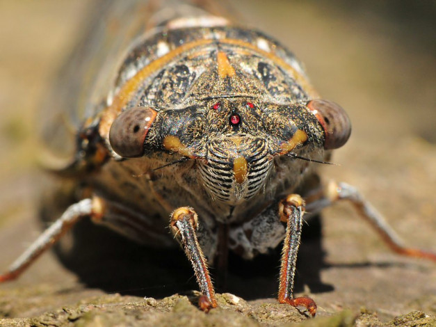 Обои картинки фото животные, насекомые