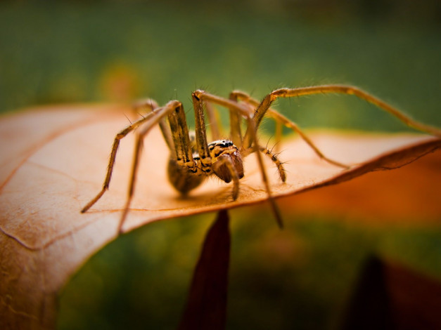 Обои картинки фото животные, пауки