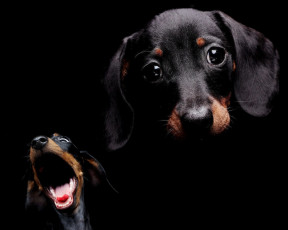 Картинка животные собаки