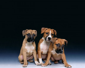 Картинка животные собаки