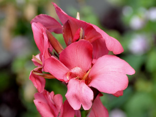 Картинка цветы