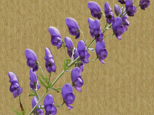 Картинка цветы