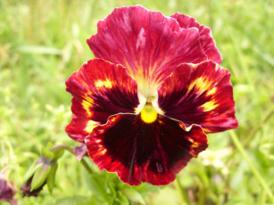 Картинка цветы анютины глазки садовые фиалки