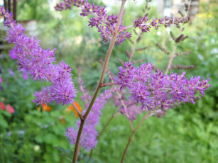 Картинка цветы астильбы