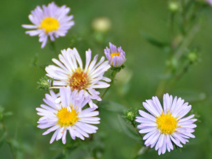 Картинка цветы астры