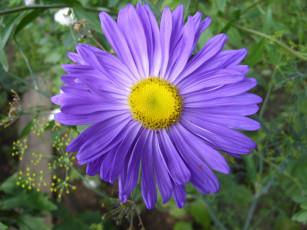 Картинка цветы астры