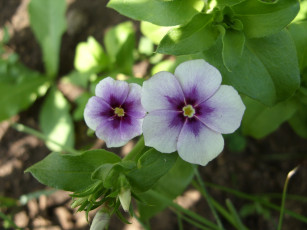 Картинка цветы бальзамины