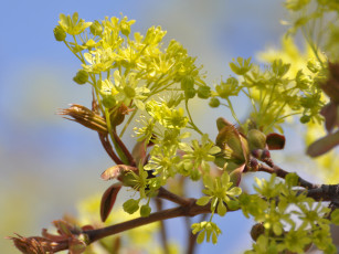 обоя цветы, цветущие, деревья, кустарники