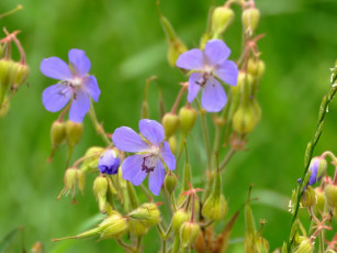 Картинка цветы герань