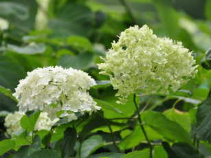 Картинка цветы гортензия