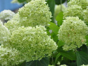 обоя цветы, гортензия