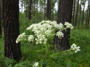 Картинка цветы луговые полевые