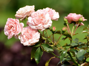 Картинка цветы розы