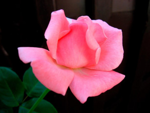 Картинка цветы розы