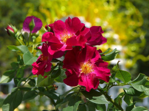 Картинка цветы шиповник