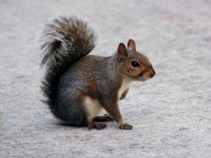 Картинка животные белки