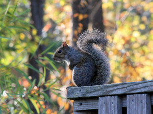 Картинка животные белки