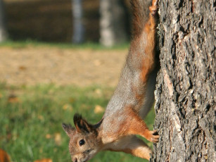 Картинка животные белки