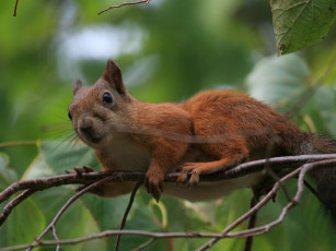 Картинка животные белки