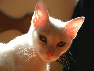 Картинка животные коты