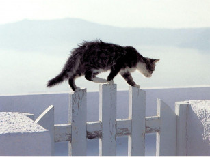 Картинка животные коты