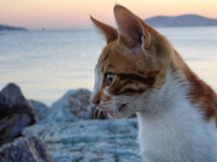 Картинка животные коты