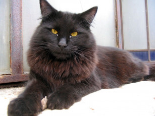 Картинка животные коты