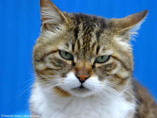 Картинка животные коты