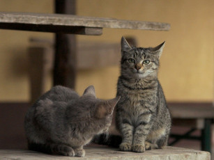 Картинка животные коты