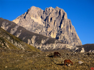 Картинка животные лошади