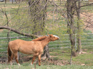 Картинка животные лошади
