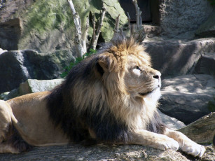 Картинка животные львы