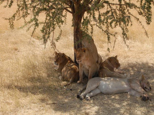 Картинка животные львы