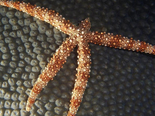 Картинка животные морские звёзды